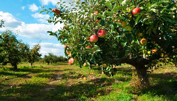 Apple Trees