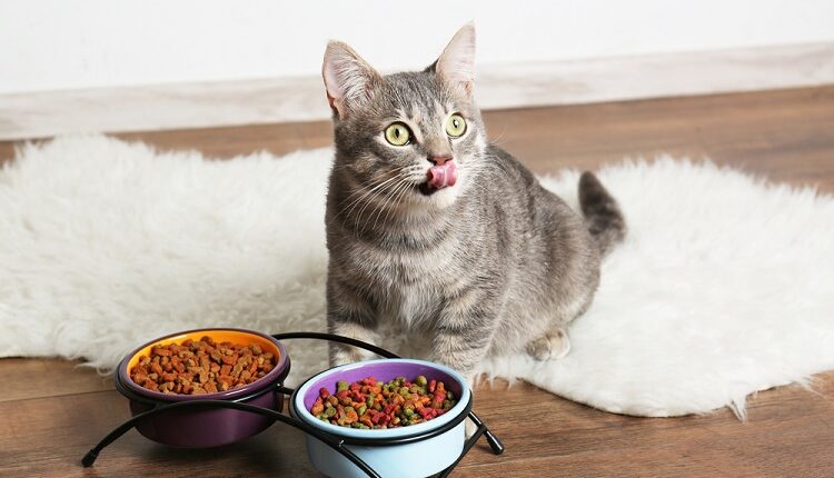 Pet Nutrition